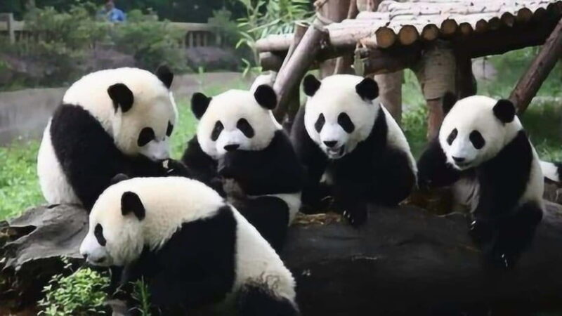 One-day tour of Panda Park and Leshan Giant Buddha - Analyzing the Price and Value