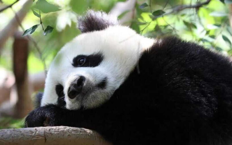 One-day tour of Panda Park and Leshan Giant Buddha - Practical Tips for Making the Most of Your Day