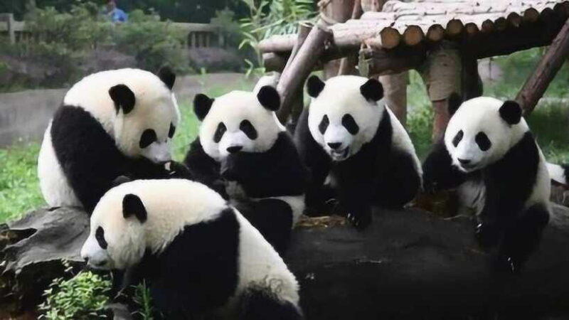 One-day tour of Panda Park and Leshan Giant Buddha - The Sum Up