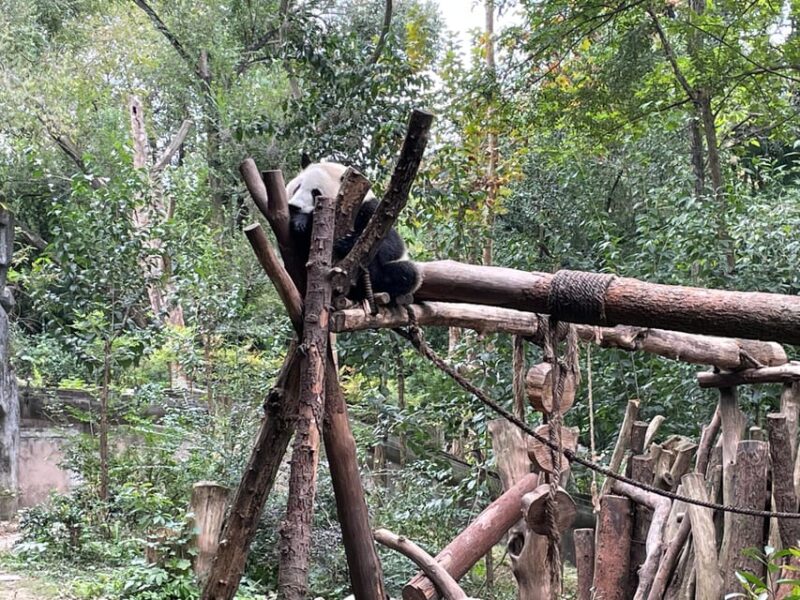 One-Day Tour to Dujiangyan Panda Valley. - Good To Know