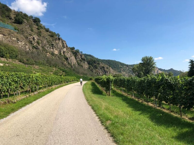 One Day Winery Tour with Wine Tasting and Cheese snack - An In-Depth Look at the Tour Experience