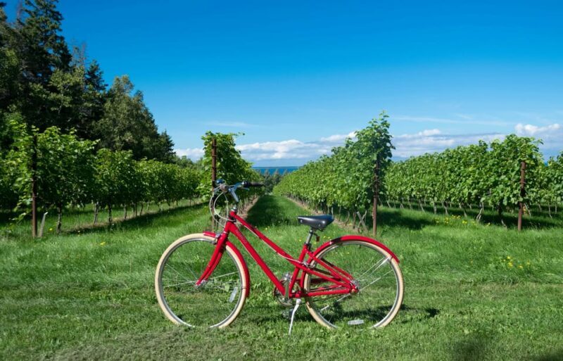 One Day Winery Tour with Wine Tasting and Cheese snack - Practical Tips for Participants