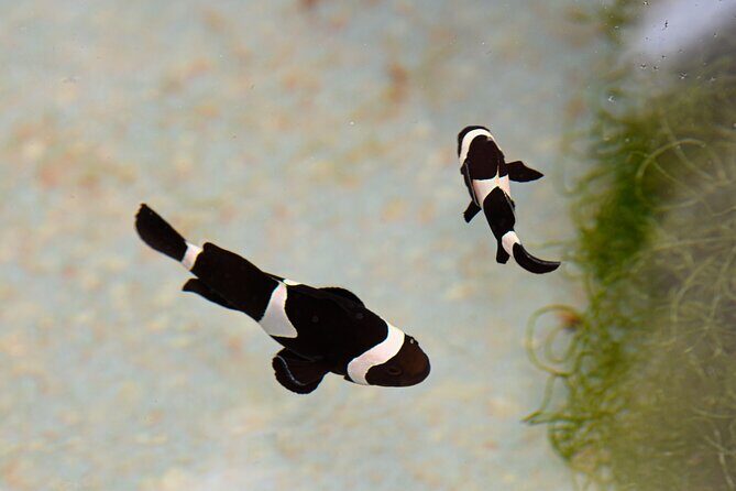 One Hour Coral Farm Tour, Discover Australia's Marine Life - The Sum Up: Why This Tour Is a Smart Choice