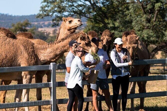 One Hump Camel Farm and Wine Tour - A Hands-On Day in Scenic Rim: Camel Farms and Local Wineries