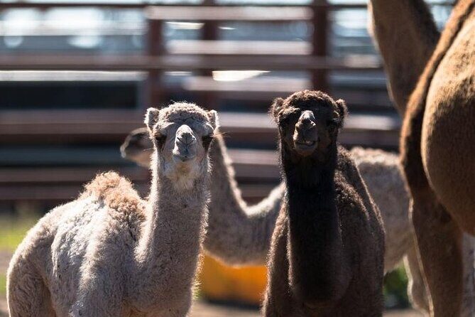One Hump Camel Farm and Wine Tour - The Itinerary in Detail