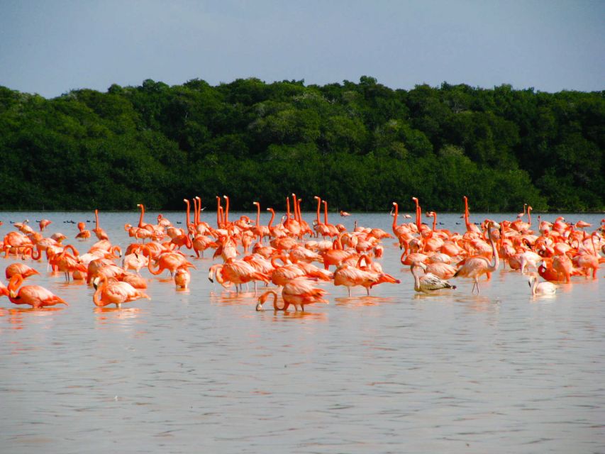 One Jaguar, Rio Lagartos, and Las Coloradas Private Tour - Important Information