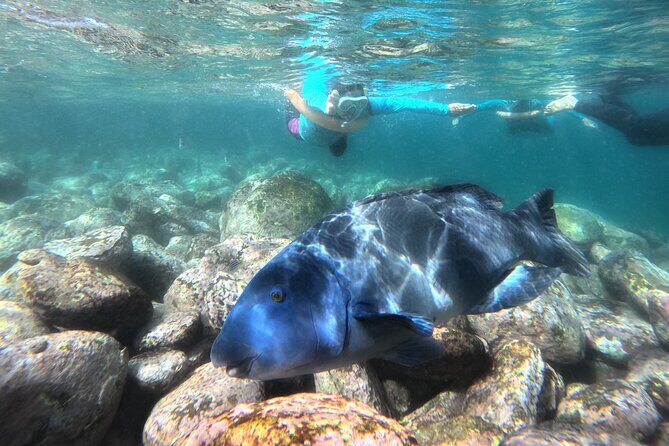 One on One Snorkel Experience - Who Will Love This Tour?