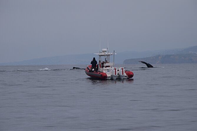 Open Boat Whale Watching - An Honest Look at Open Boat Whale Watching