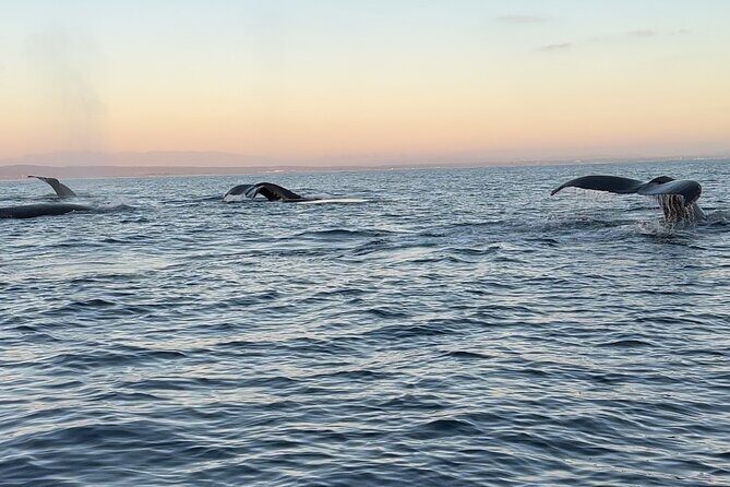 Open Boat Whale Watching - The Weather and Cancellation Policy