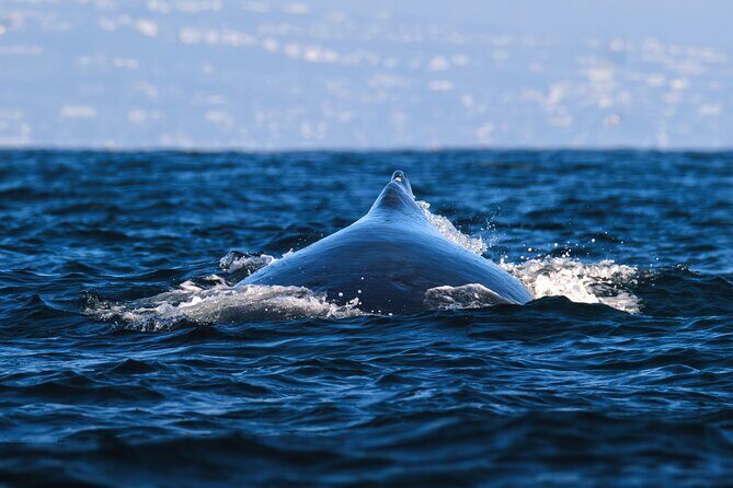 Open Boat Whale Watching - Who Will Love This Tour?