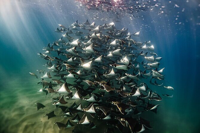 Open Ocean Safari and Whale Watching - Key Points