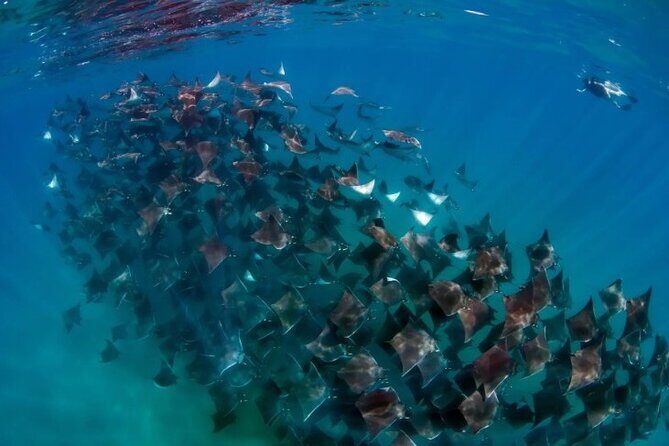 Open Ocean Safari: looking for orcas, dolphins & more - Introduction: An Authentic Marine Adventure