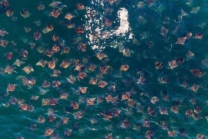 Open Ocean Safari: looking for orcas, dolphins & more - What’s Included and What’s Not