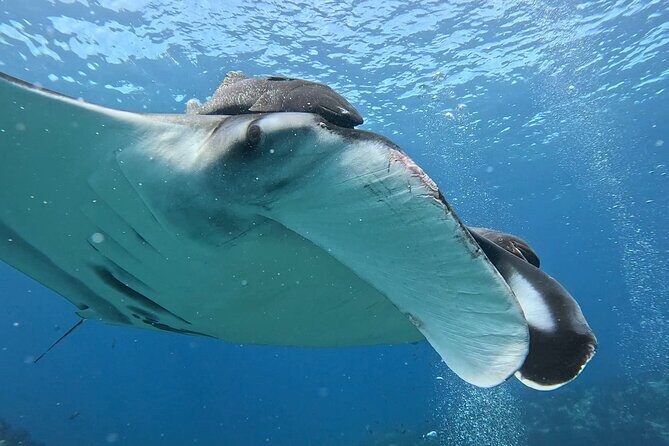 Open Ocean Safari: looking for orcas, dolphins & more - Authenticity and Realism