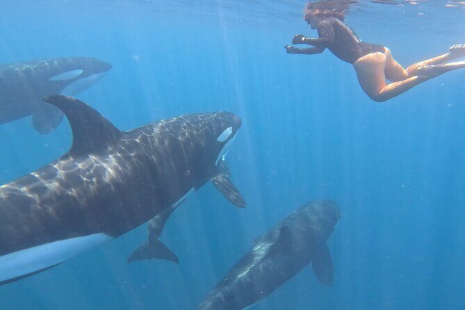 Open Ocean Safari: looking for orcas, dolphins & more - Who Should Consider This Tour?