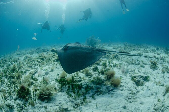 Open Water course Isla Mujeres - The Value of This Course