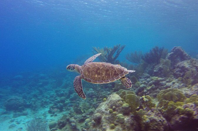 Open Water Diver Course at Blue Bay Dive in Curacao - What Past Participants Say