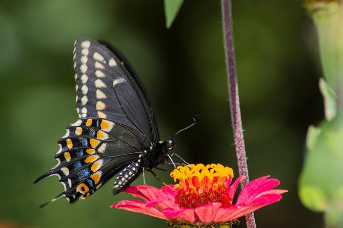Openwork butterfly garden - Why It’s a Great Deal
