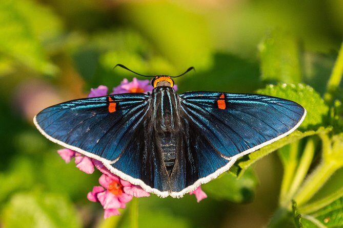 Openwork butterfly garden - Who Should Consider Visiting?