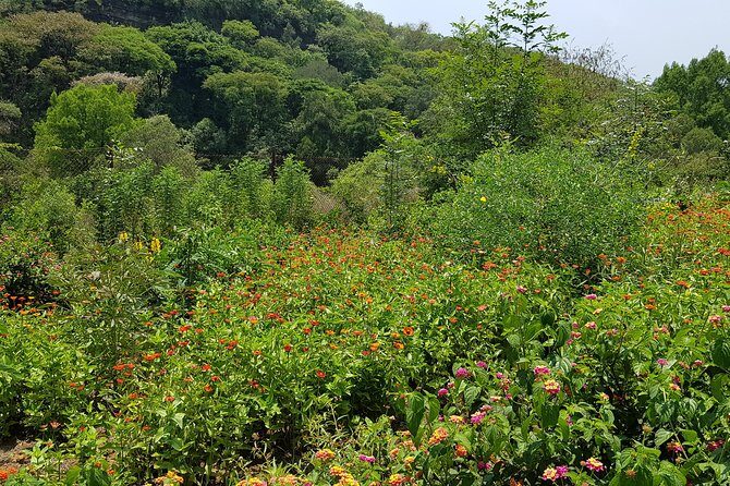 Openwork butterfly garden - The Sum Up