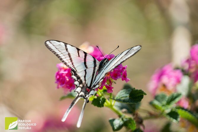 Openwork butterfly garden - FAQs