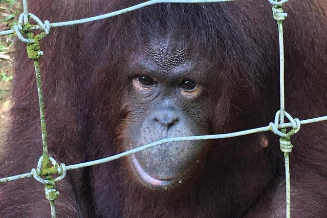 Orang Utan Island Day Tour - Pickup Information