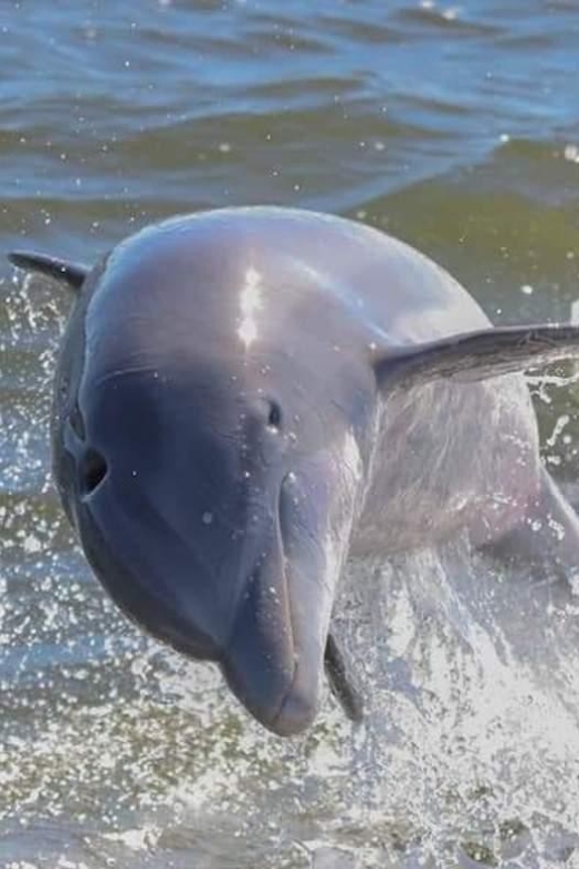 Orange Beach: Dolphin-Watching Sunset Catamaran Cruise - Weight Requirements and Infants