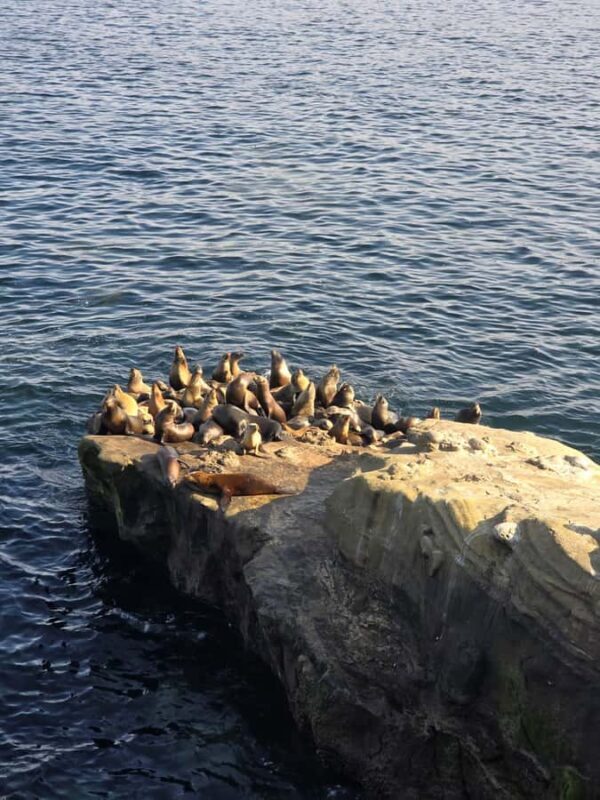 Orange County to San Diego: Guided Day Trip - An Introduction to This San Diego Day Trip