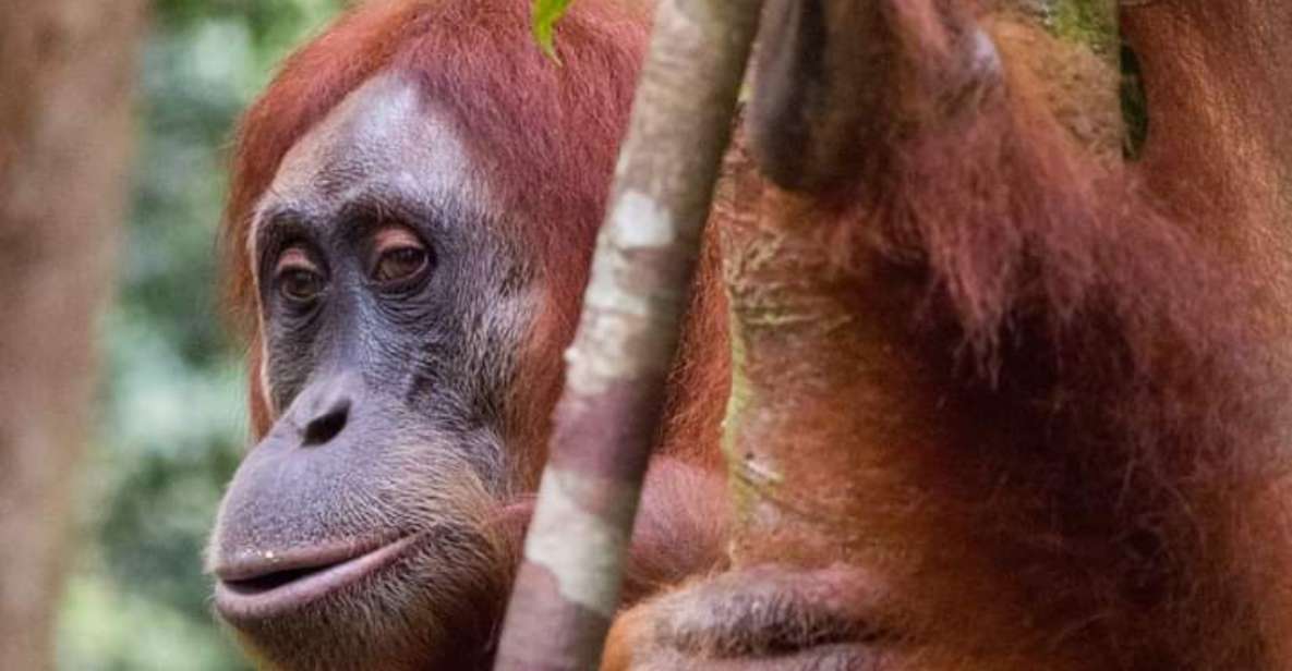 Orangutan Tour : Jungle Trekking in Sumatra - Jungle Trekking Experience