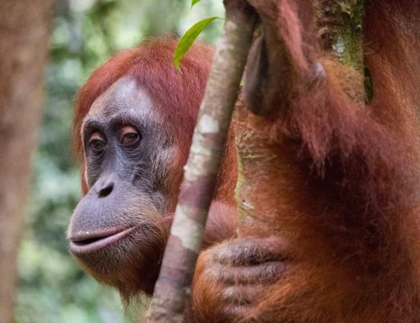 Orangutan Tour : Jungle Trekking in Sumatra - Observing Sumatran Orangutans