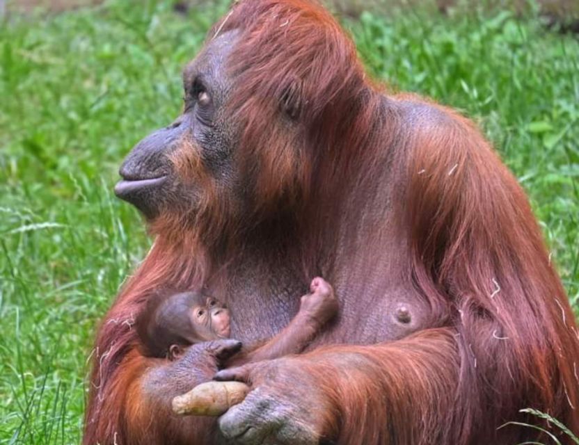Orangutan Trip: Exploring Wildlife in the Jungle - Pickup Service and Small Groups