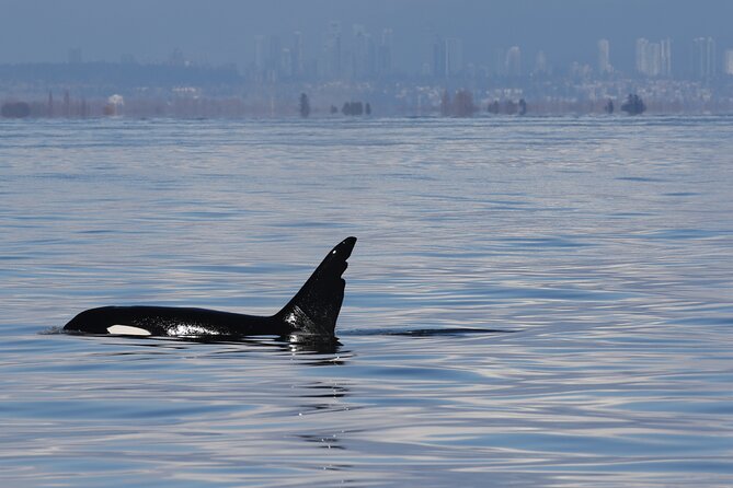 Orca Whale Tour From Orcas Island - Inclusions