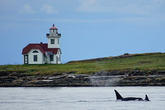 Orca Whale Tour Near Seattle Review - Accessibility and Participation