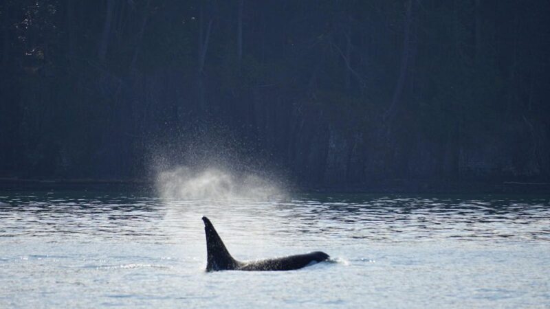 Orcas Island: Orca Whales guaranteed boat tour - Introducing the Orcas Island: Orca Whales Guaranteed Boat Tour
