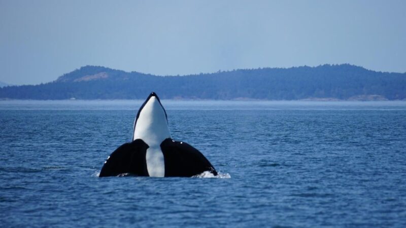 Orcas Island: Orca Whales guaranteed boat tour - Key Points
