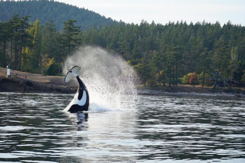 Orcas Island: Orca Whales guaranteed boat tour - Who Would Love This Tour?