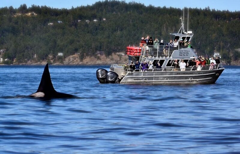 Orcas Island: Orca Whales guaranteed boat tour - The Sum Up