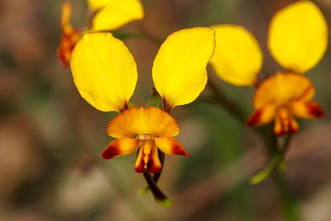 Orchids and Wildflowers Photographic Day tour from Perth - An In-Depth Look at the Tour