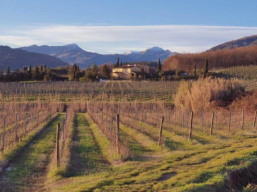 Organic and Biodynamic Winery Tour and Tasting in Lucca - Tour Overview and Pricing