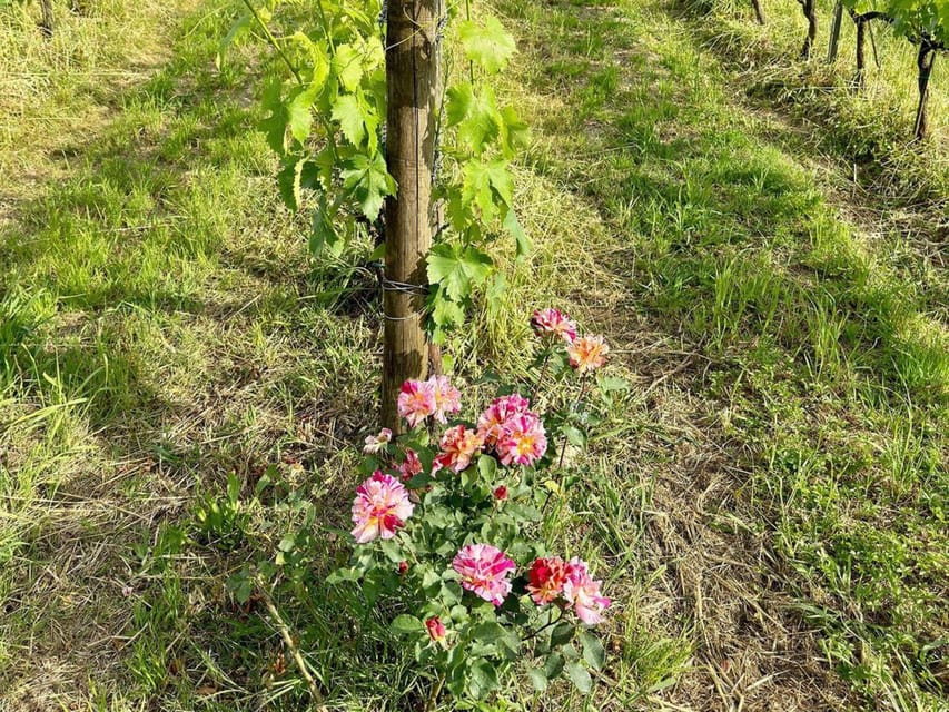 Organic and Biodynamic Winery Tour and Tasting in Lucca - Experience Details