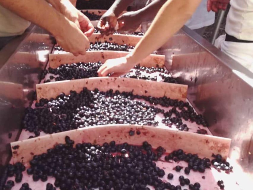 Organic and Biodynamic Winery Tour and Tasting in Lucca - Inclusions and Transportation