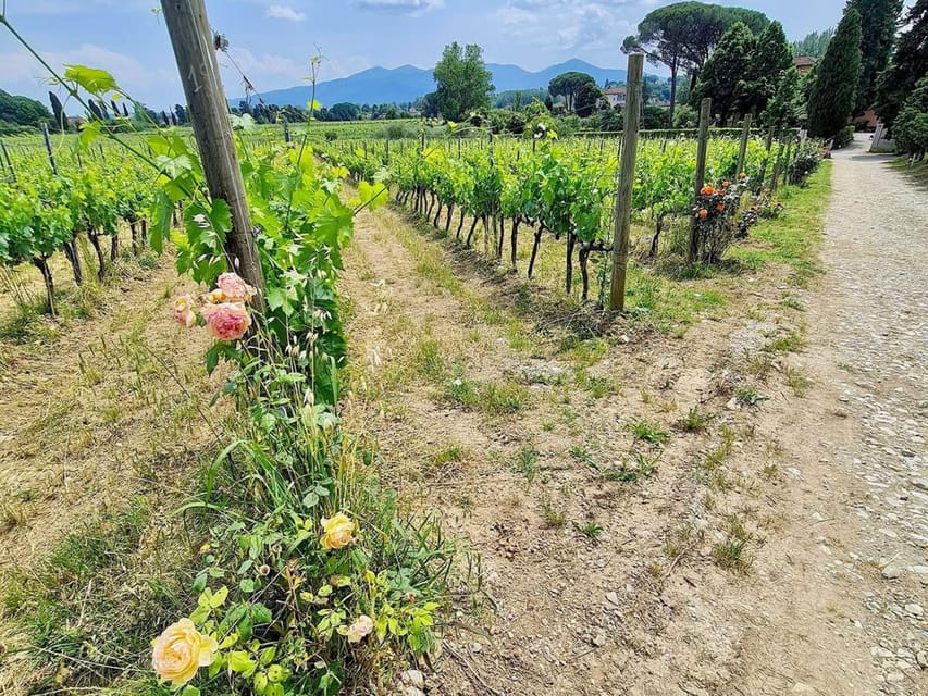 Organic and Biodynamic Winery Tour and Tasting in Lucca - Meeting Point and Recommendations