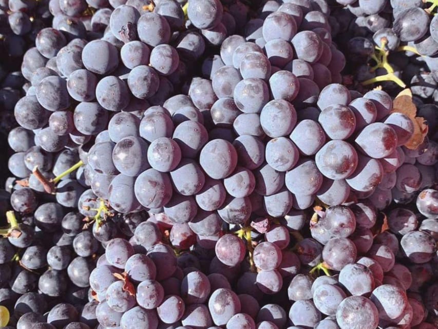 Organic and Biodynamic Winery Tour and Tasting in Lucca - Organic and Biodynamic Winemaking Philosophies