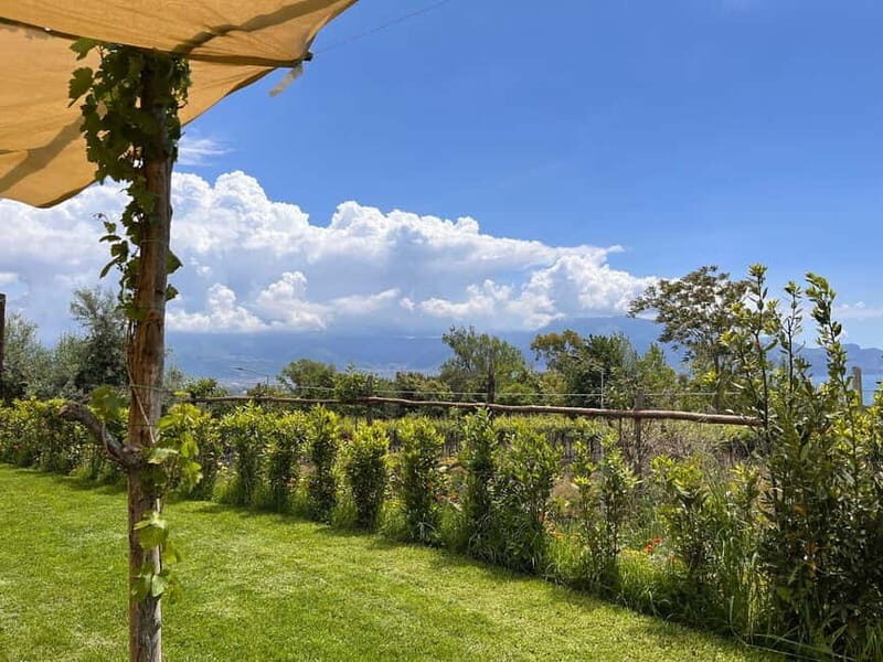 Organic Lunch With Wine Tasting from Pompeii - Authenticity and Value