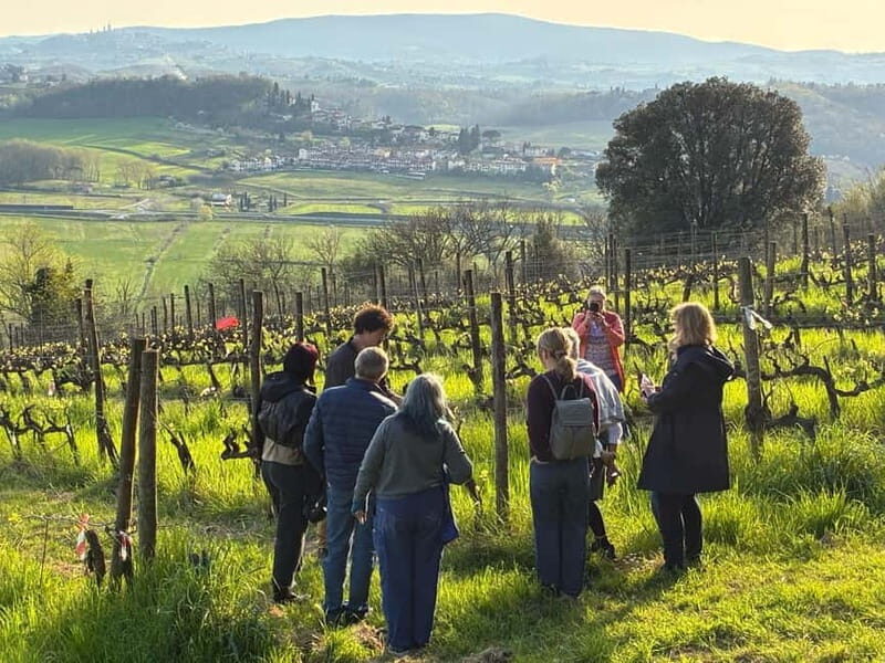 Organic Wine and Food Tasting at Historic Fattoria Majnoni - Key Points