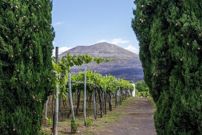 Organic Wine Tasting & Lunch on Vesuvius With Transfer From Sorrento Peninsula - Tour of Organic Winery