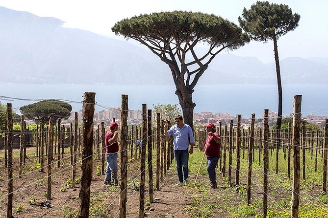 Organic Wine Tasting & Lunch on Vesuvius With Transfer From Sorrento Peninsula - Frequently Asked Questions
