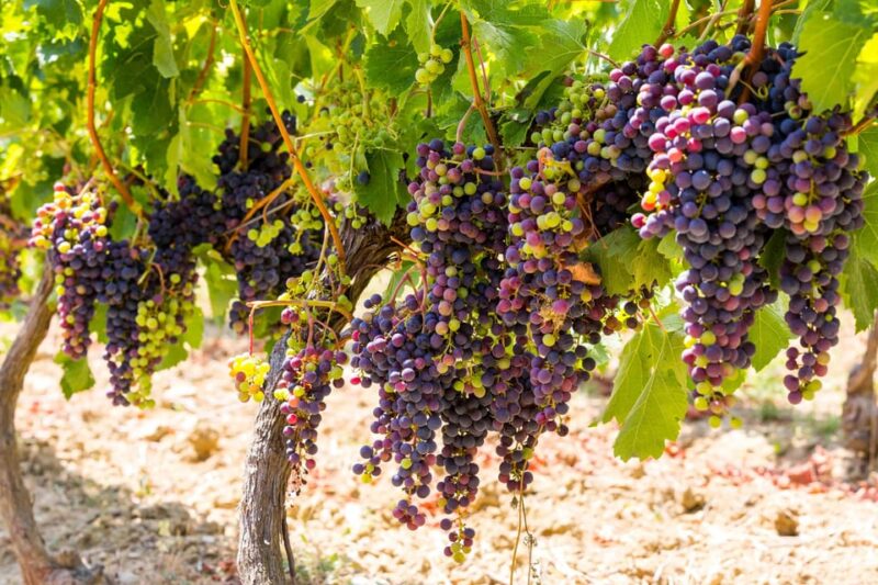 Organic Wine Tasting With Saint Paul Half Day Tour From Nice - Itinerary and Highlights