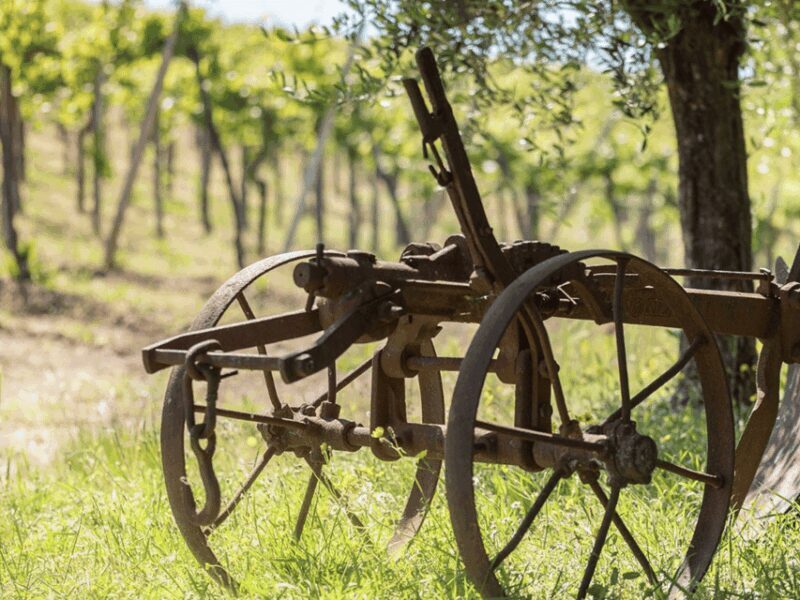 Organic Winery Visit & Wine Tasting with Food in Pavia - Final Thoughts: Who Will Enjoy This?