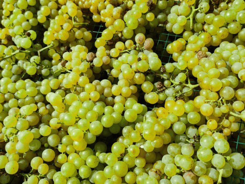 Organic Winery Visit & Wine Tasting with Food in Pavia - Frequently Asked Questions